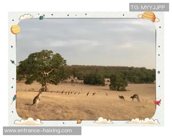 墨尔本袋鼠与堪培拉资本大学的精彩对决分析与展望